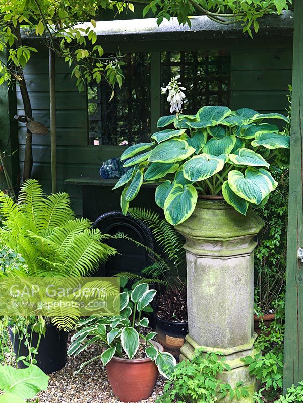 Hosta in pot raised on old chimney pot, fern and reclaimed fire place add interest in shade.