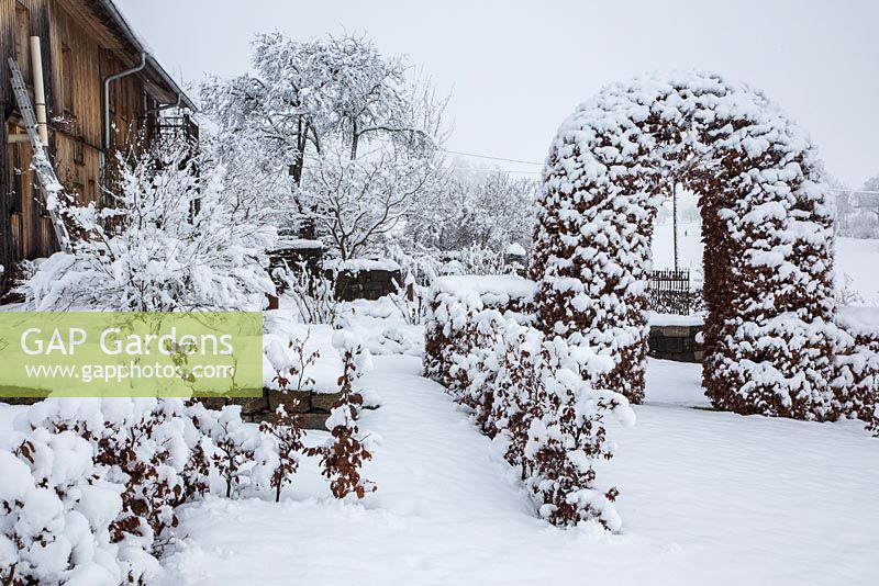 Rural garden with hedges and a clipped arbour in winter