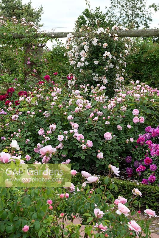 A corner of the Long Garden which contains a collection of old roses as well as modern shrub roses and many English Roses to extend the flowering season.