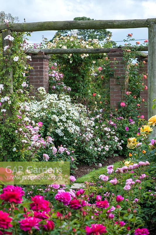 David Austin Roses. The Long Garden where Old Roses grow alongside Modern Shrubs Roses and English Roses to extend the flowering season. Varieties include Rosa 'Open Arms' and 'Kew Gardens'