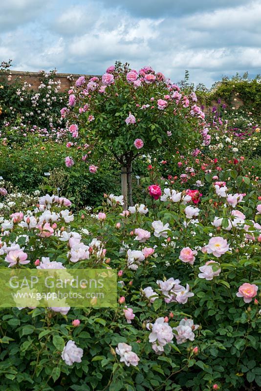 David Austin Roses. The Lion Garden where shrub roses and perennials are overshadowed by standards. Pictured - standard Harlow Carr.