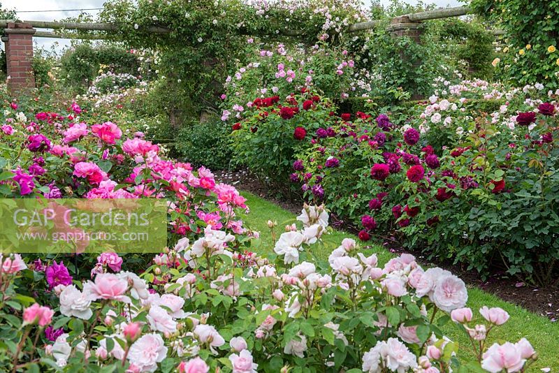 David Austin Roses. A corner of the Long Garden which contains a collection of old roses as well as modern shrub roses and many English Roses to extend the flowering season. Seen over pink Barbara  Austin and The Herbalist, opposite bed of Dark Lady, St Swithin, L D Braithwaited, Kazanlik and, climbing over pergola, Cecile Brunner.