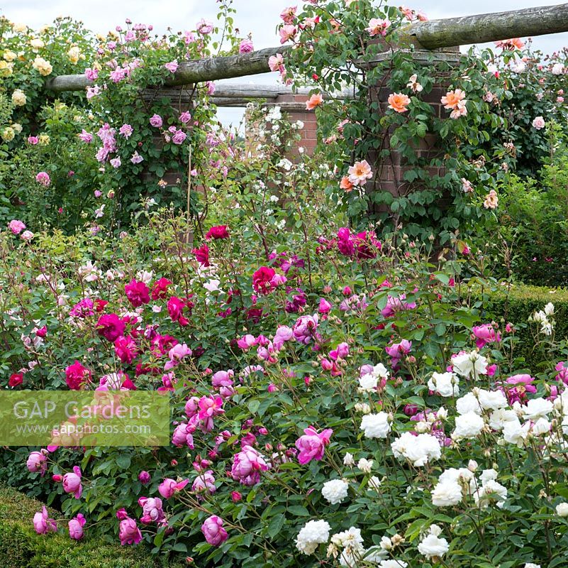 David Austin Roses. A corner of the Long Garden which contains a collection of old roses as well as modern shrub roses and many English Roses to extend the flowering season.