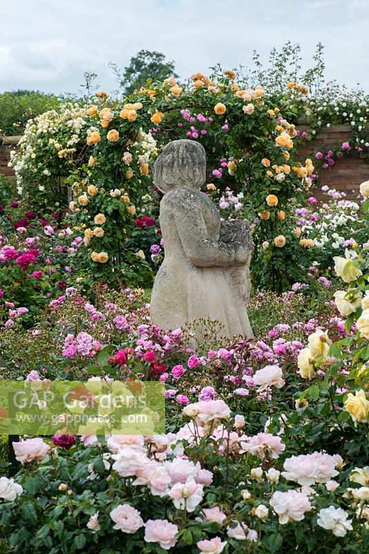 David Austin Roses. In the Victorian Walled Garden are some of the many statues by the late Mrs Pat Austin, a talented sculptor.