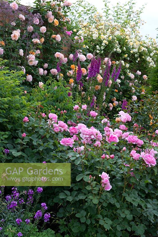 In the Lion Garden at David Austin Roses, herbaceous perennials such as foxgloves are planted in combination with the roses.