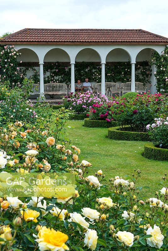 David Austin Roses. The Renaissance Garden is devoted to English Roses such as yellow Charlotte, rich pink Buscobel, light pink Geoff Hamilton, crimson Falstaff and mid pink Mayflower.