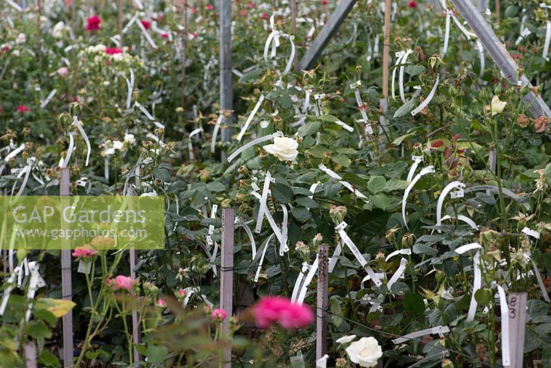 David Austin Roses. The breeding centre where each year 80,000 roses are handcrossed. The parentage of each cross is carefully recorded, and indicated on each plant by barcoded labels.