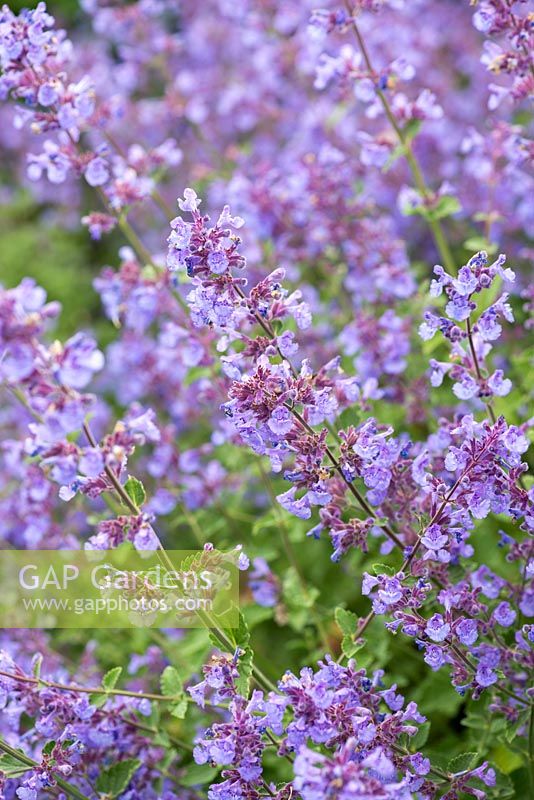 Nepeta 'Kit Kat', a low-growing catmint, a magnet to bees.