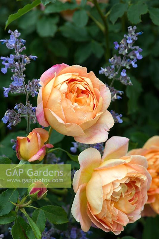 Rosa 'Lady of Shalott' and Nepeta 'Six Hills Giant' Colour themed planting combination of 