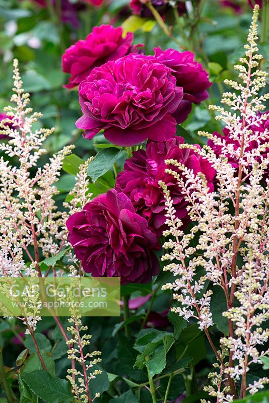  Rosa 'Darcey Bussell' and Astilbe japonica 'Peach Blossom'