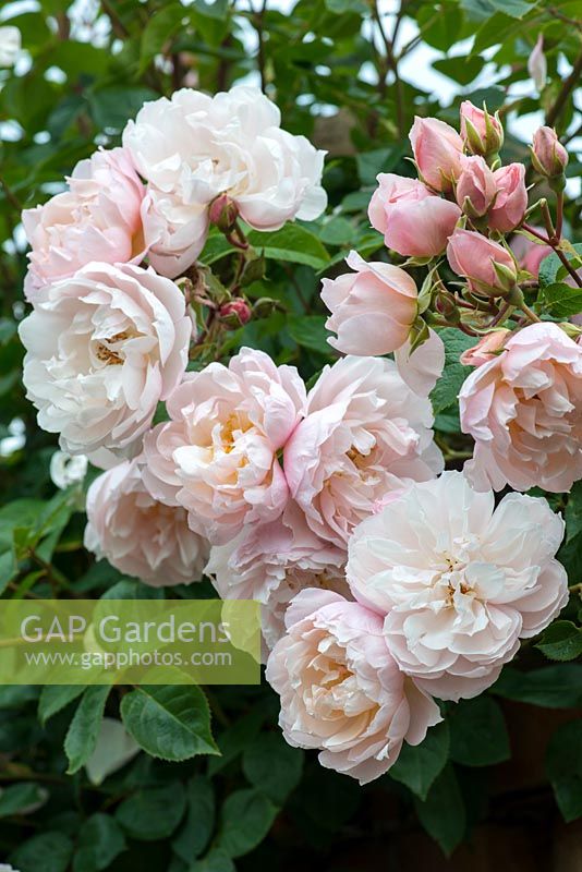 Rosa 'The Generous Gardener', an English rose bred by David Austin Roses
