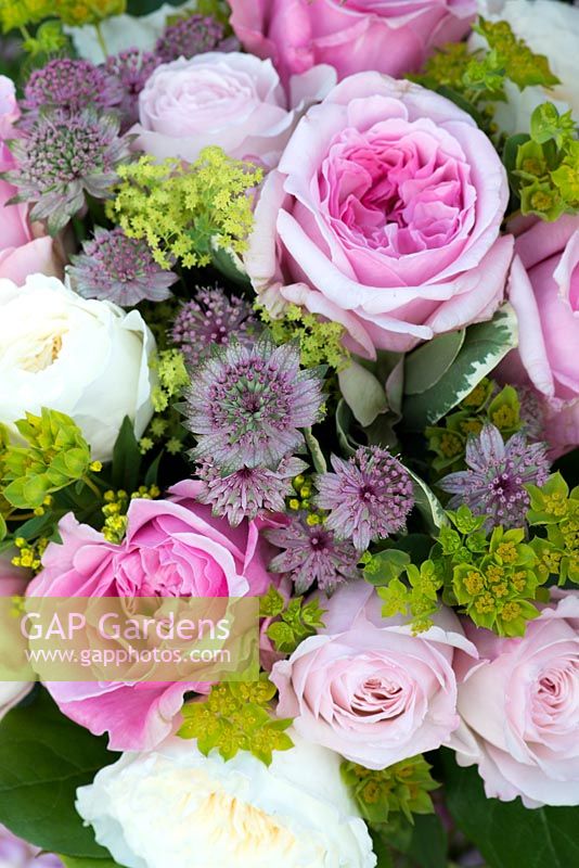 A bouquet made using David Austin Roses. Miranda -pink, Keira - blush pink and Patience - cream interspersed with pink astrantias and greenish euphorbia and alchemilla.