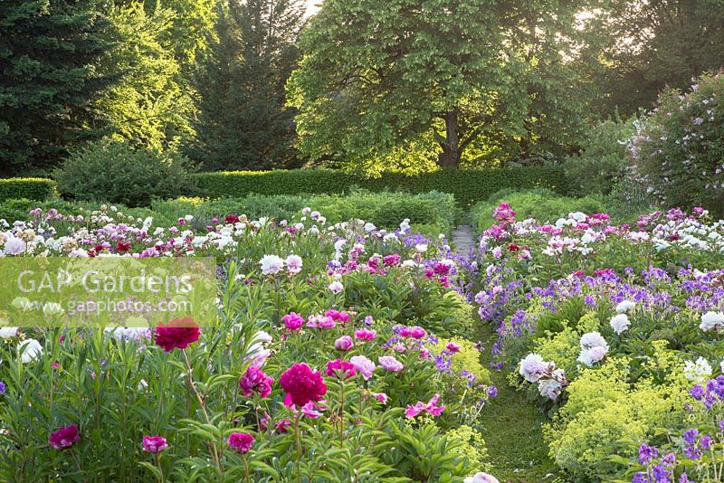 The peony borders cover a large surface at Weihenstephan Trial Garden