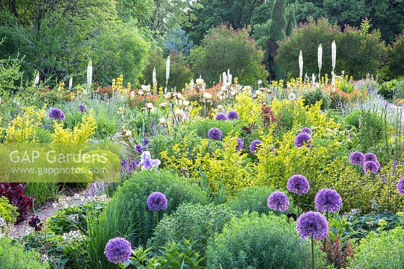 At the Weihenstephan Trial Garden, the view is from a colour themed violet and yellow border to the Kniphofia slope - Allium 'Lucy Ball',  Eremurus, Ligustrum ovalifolium 'Aureum'