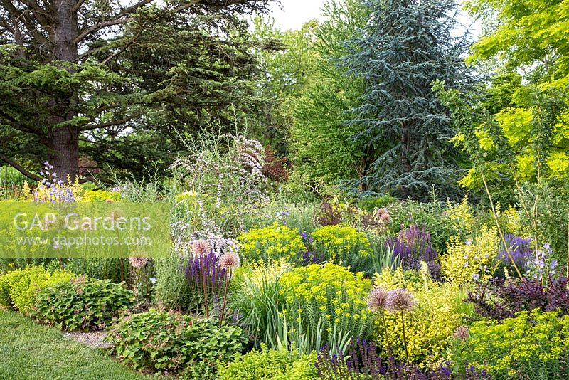 Violet, yellow and purple colour themed border in June. Weihenstephan Trial Garden with Allium 'Lucy Ball'