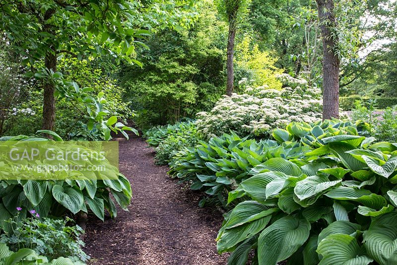 Mulched path at Weihenstephan Trial Garden through the borders of Hosta cultivars, 'Green Acres', Hosta and Viburnum 'Oneida'