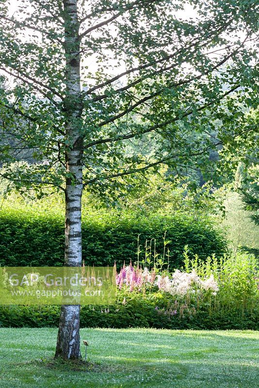 Astilbe border at Weihenstephan Trial Garden with birch and lawn, Astilbe japonica 'Europa', Astilbe taquetii 'Purpurlanze', Astilbe taquetii 'Superba', Astilbe thunbergii 'Van der Wielen', Betula
