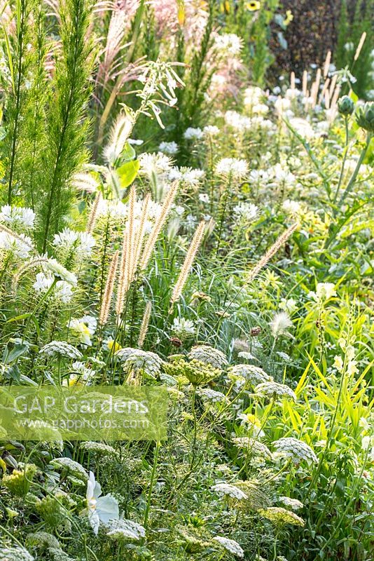 Detail of the white and yellow border at Weihenstephan Trial Garden with annual flowers and grasses including Eupatorium capillifolium 'Elegant Feather' and Pennisetum macrourum