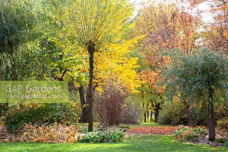 Autumn scene with Ginkgo biloba and Salix at Weihenstephan Trial Garden