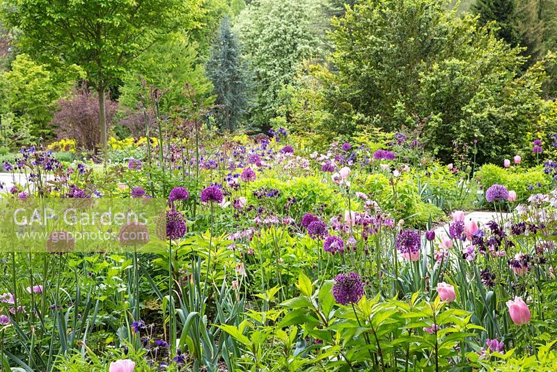 Spring borders at Weihenstephan Trial Garden, a naturalistic mix of bulbs and perennials against woodland backdrop. Includes Allium aflatunense 'Purple Sensation', Aquilegia vulgaris and tulips.