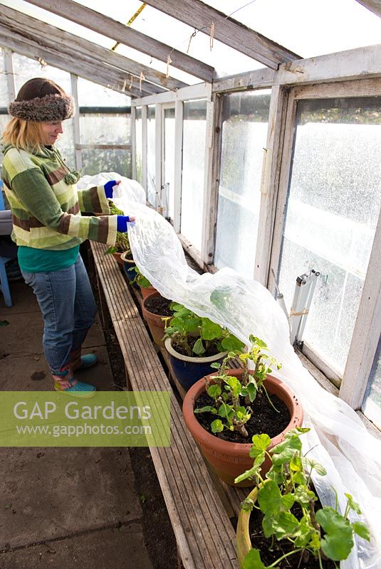 Woman gardener in unheated greenhouse covering pelargoniums with horticultural fleece prior to sharp overnight frost.