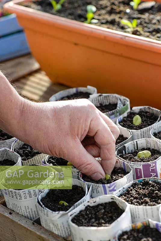 Sowing broad beans into pots made from newspaper.