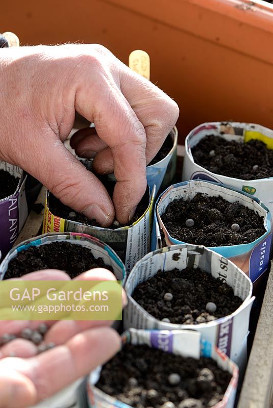 Sowing sweet peas into pots made from newspaper.