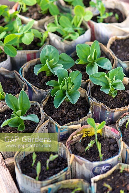 Sweet peas and Broad bean seedlings, February sown under glass in newspaper pots.