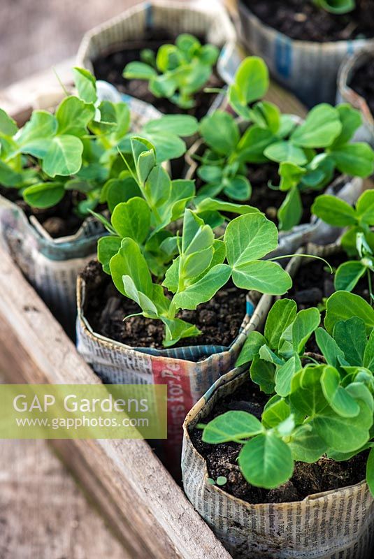 Garden peas 'Kelvedon Wonder' AGM, February sown seedlings growing in newspaper pots under glass.