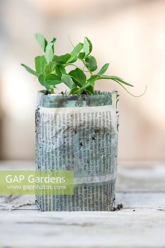 Garden peas 'Kelvedon Wonder' AGM, February sown seedling growing in newspaper pot under glass.