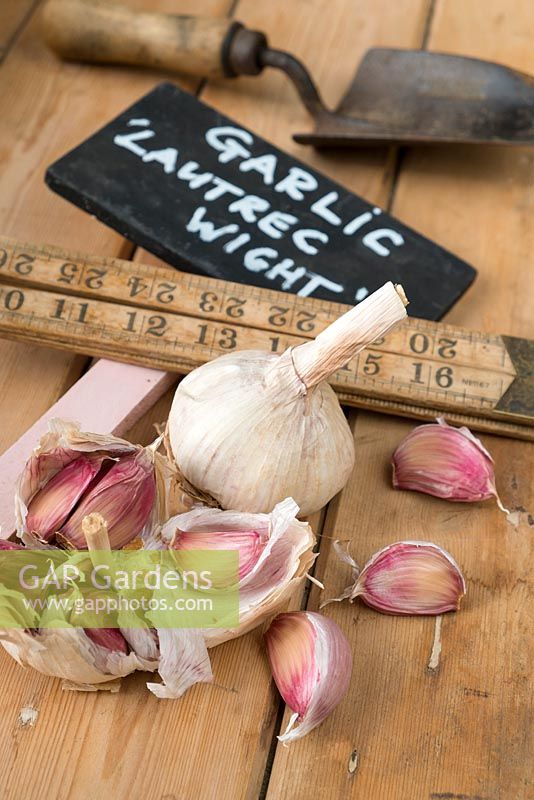 Garlic - Allium sativum, 'Lautrec Wight', cloves on the potting bench ready for planting