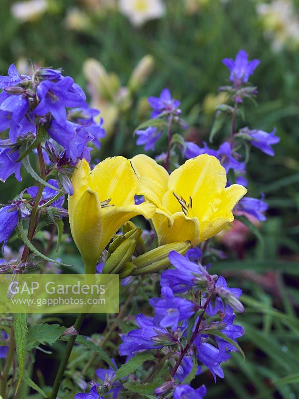 A striking contrasting combination of Yellow Hemerocallis 'Sherwood Gladiator' with blue perennial campanula.