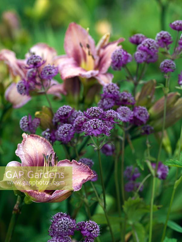 Striking plant combination of mauve astrantia with pink daylily - Hemerocallis 'Chicago Picotee Queen'
