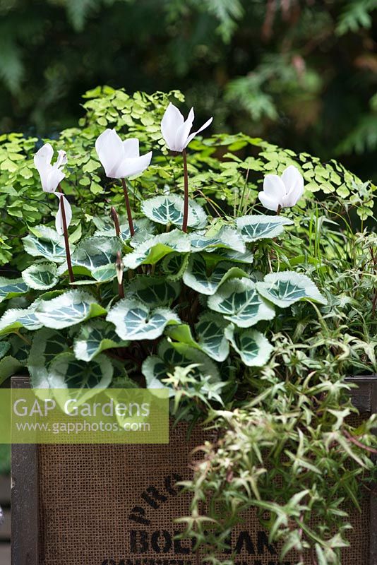 Adiantum pedatum -Northern maidenhair fern, Cyclamen persicum and Hedera helix 'Sagittifolia' in vintage jute flower pot