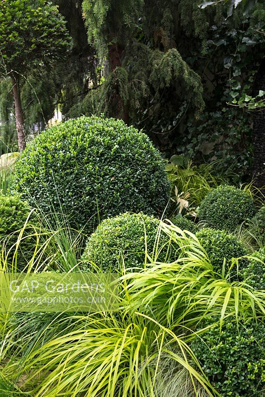 Clipped evergreen Buxus sempervirens and  Taxus baccata balls with Carex oshimensis 'Everillo', Molinia caerulea, Fagus sylvatica 'Riversii' and Picea omorika