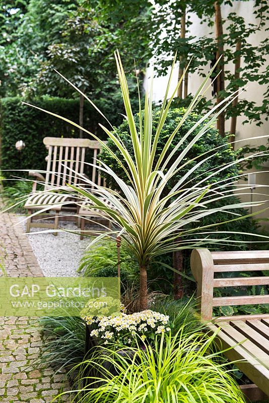 Cordyline australis 'Torbay Dazzler' - cabbage palm in a container amongst Buxus sempervirens and Taxus baccata topiary,  Carex oshimensis 'Everillo', beside cobblestone path.