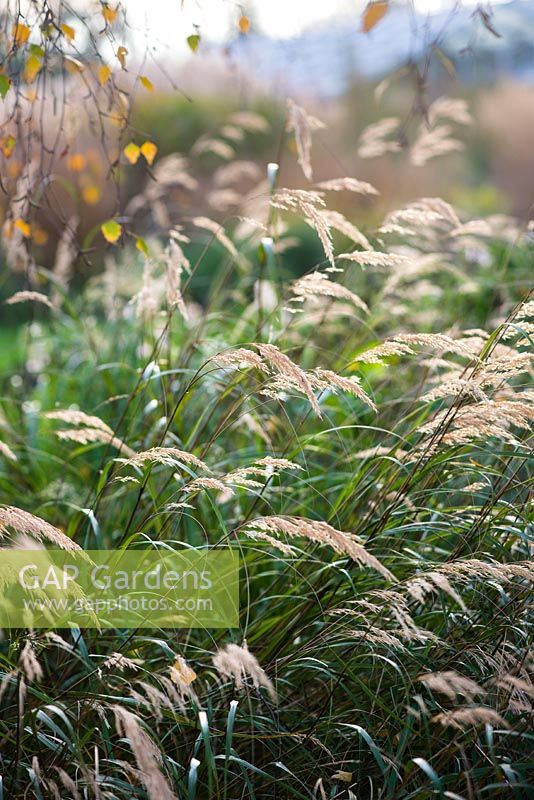 Stipa calamagrostis - rough feather grass
