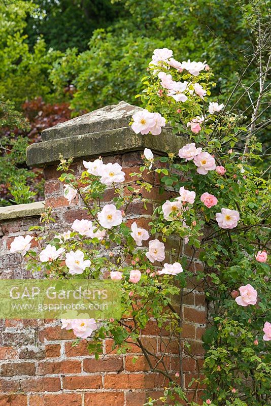 Rosa 'Shropshire Lass' growing over old brick and stone wall