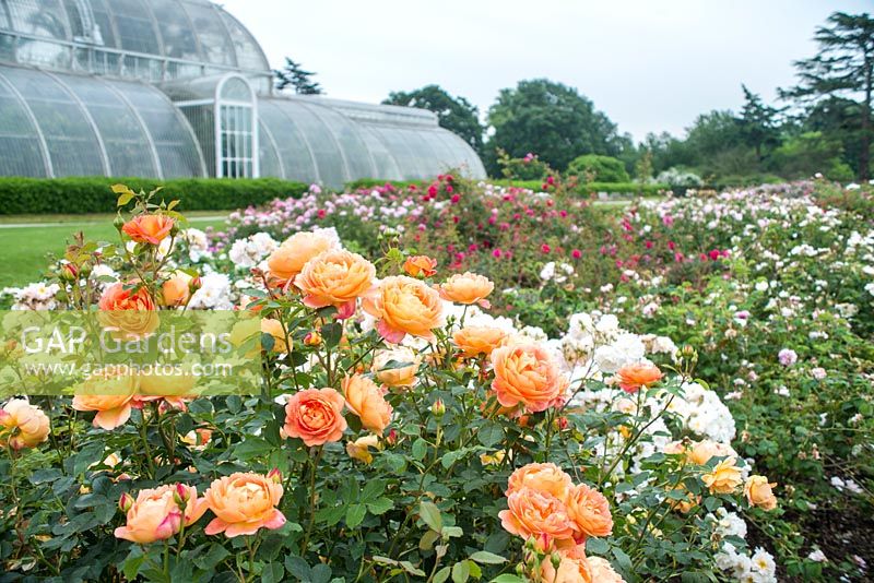Rosa 'Lady of Shalott' and 'Penelope'. Kew Rose Garden