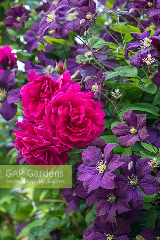 Pink climbing rose growing with purple clematis