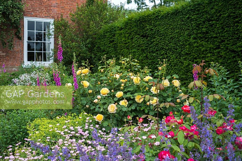 Rosa 'Charlotte' in mixed border with geraniums, nepeta, alchemilla, gillenia and foxgloves. June.