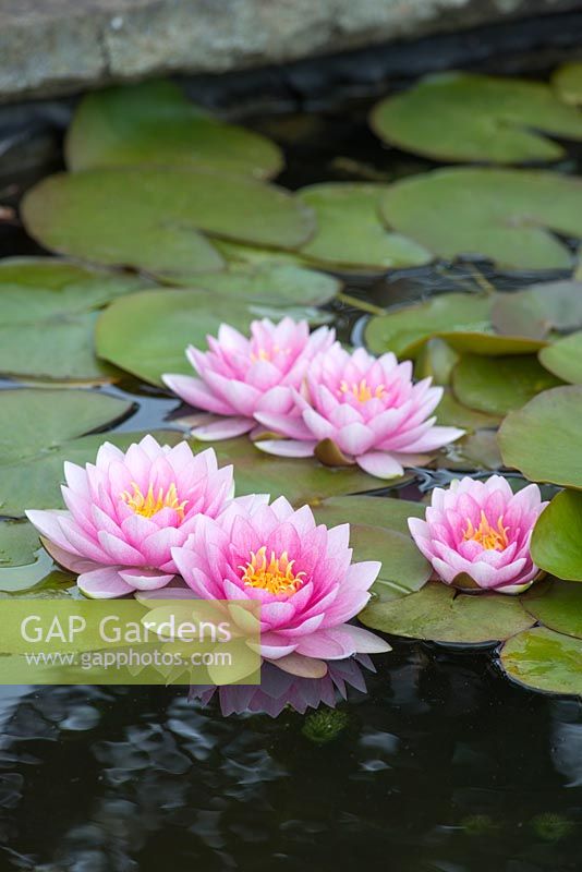 Nymphaea 'Madame Wilfron Gonnere'
