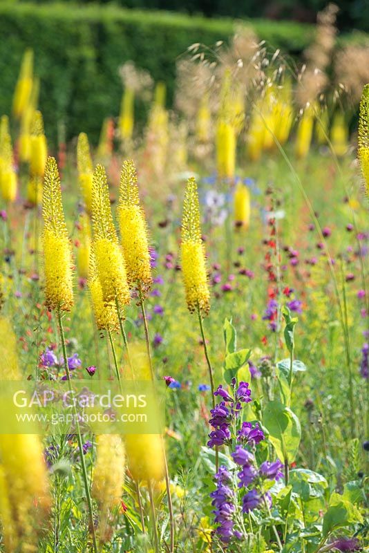 A drought tolerant perennial meadow designed by James Hitchmough at Cambridge Botanic Gardens. Eremurus stenophyllus, Dianthus carthusianorum, Stipa gigantea, Penstemon barbatus and Penstemon cobaea. June