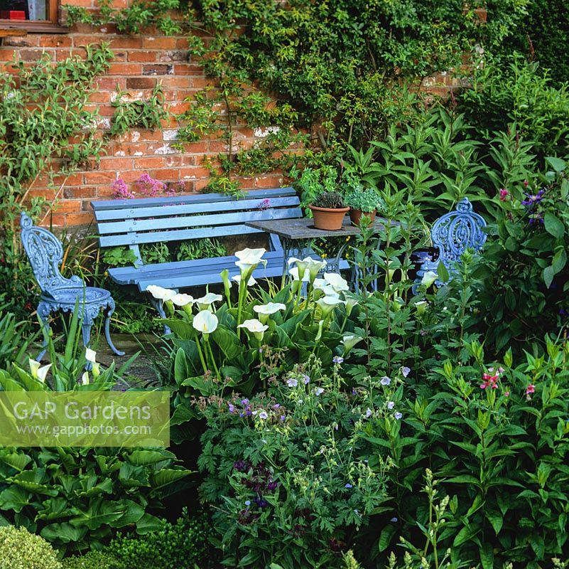 Secluded bench, chairs and table painted blue beside a border with arum lilies.