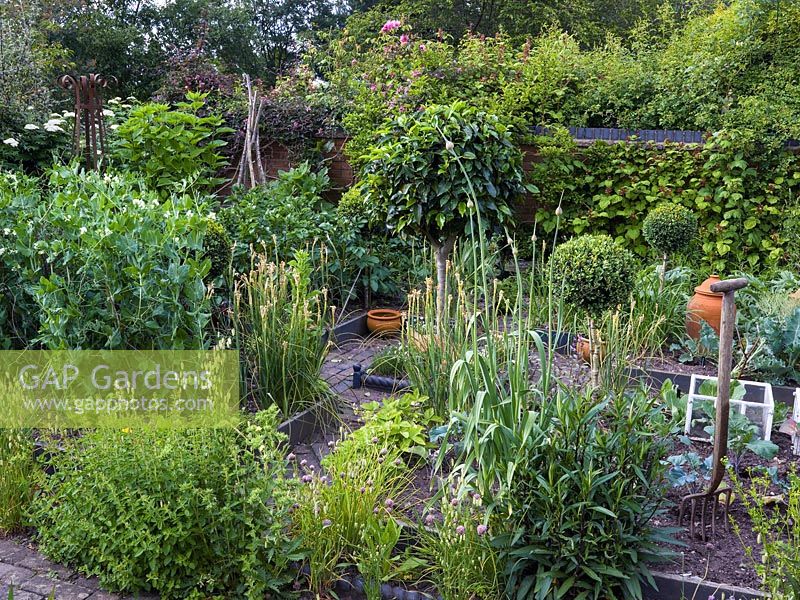 Potager of rectangular beds, with box hedges and topiary, herbs, sweet peas on wigwams, fruit and vegetables.