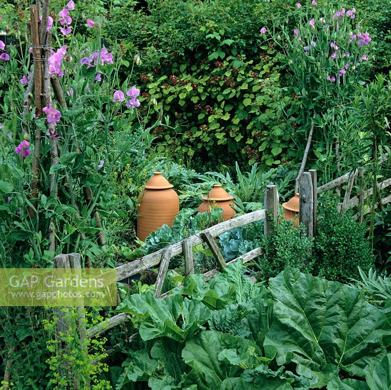 Vegetable plot with rhubarb, terracotta forcing pots, cabbage, rustic hurdles and sweet peas, Lathyrus 'Elizabeth Taylor', on hazel wigwams.