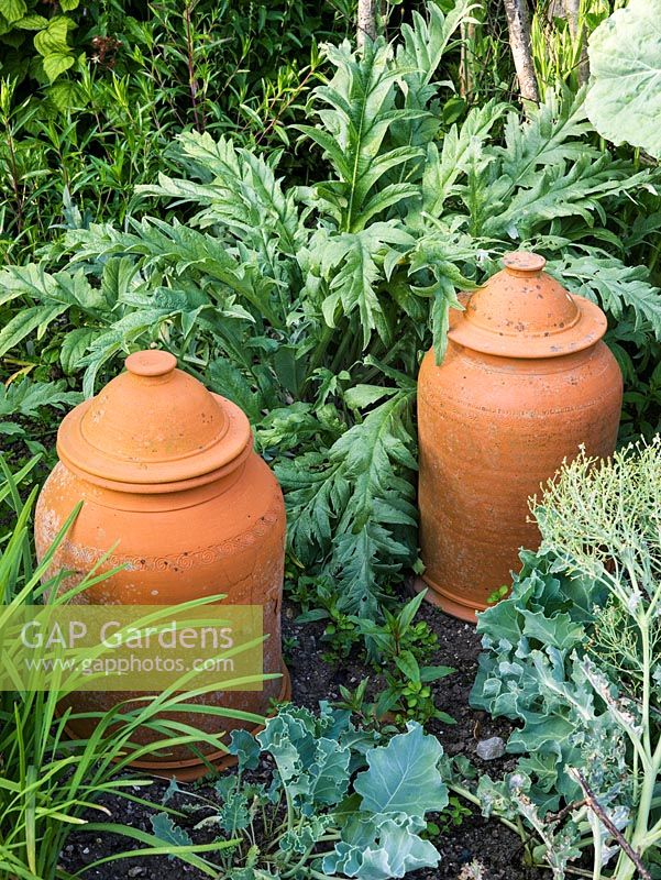 Terracotta forcing pots for rhubarb in vegetable bed amongst cabbage and artichoke.