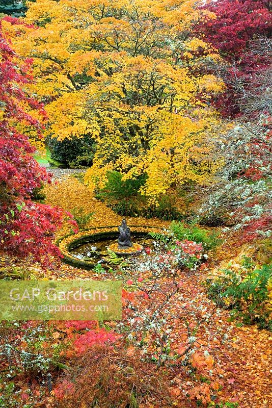 Assorted Japanese maples surrounding circular pond