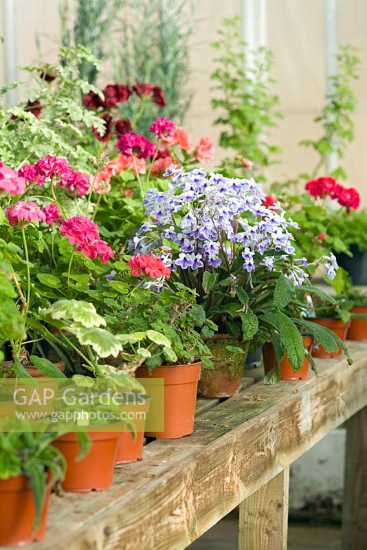 Streptocarpus 'Crystal Ice' with assorted Pelargoniums in pots