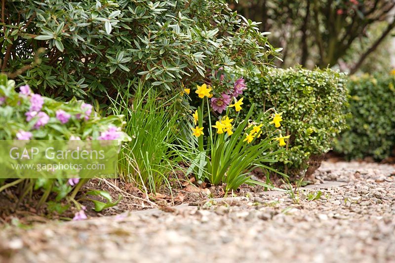 Clump of early Narcissus - Daffodils, Hellebores and Cardamine pentaphyllos by gravel path